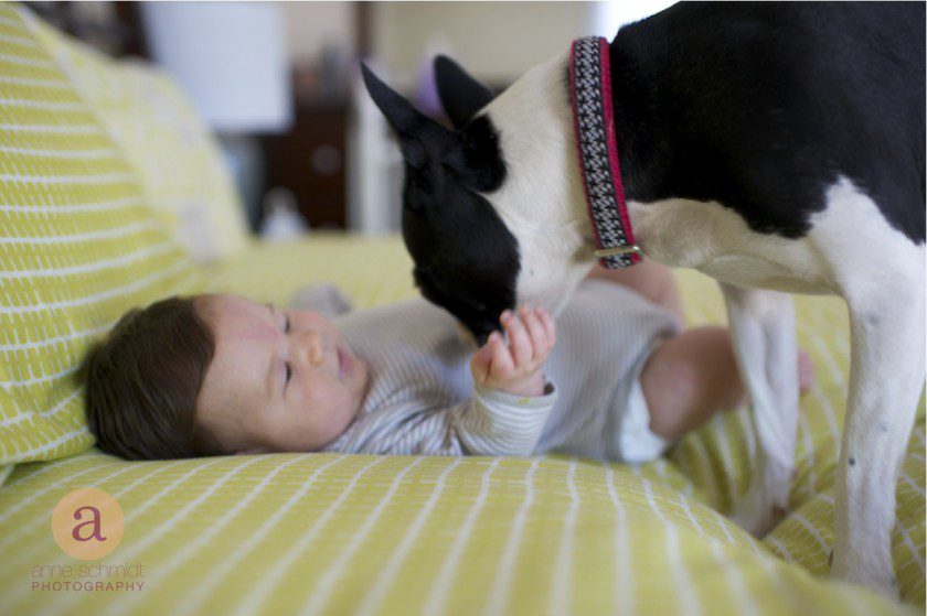 baby playing with boston terrier on bed