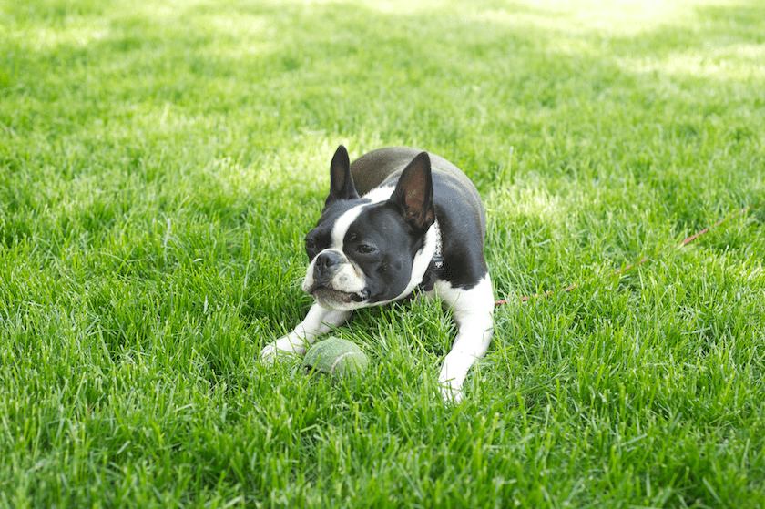 boston terrier playing with tennis ball in grass