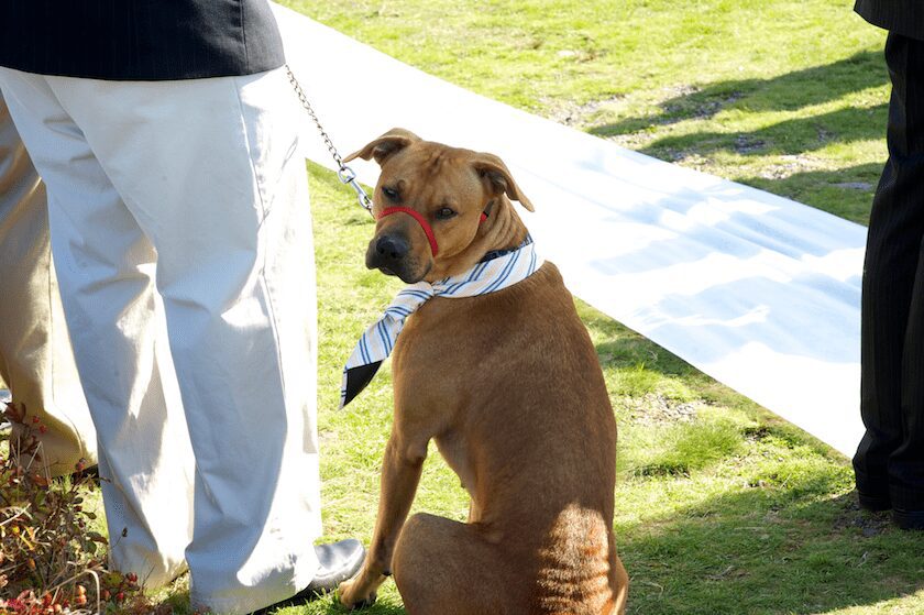 New Brunswick wedding