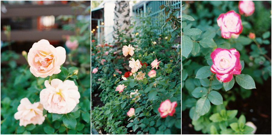 Houston travel photography rose gardens