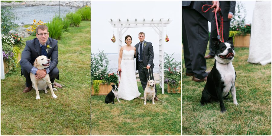 Maine wedding with dogs